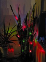 Highlight for Album: Christmas light BEP App
