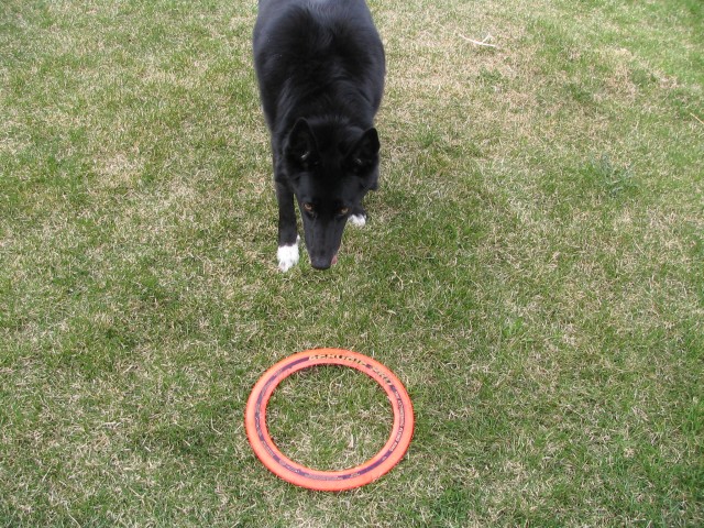 BBQ afterwards and some aerobie fetch with Glue.