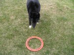 BBQ afterwards and some aerobie fetch with Glue.